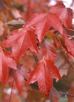 Maple, Red Sun Valley - thumbnail 4