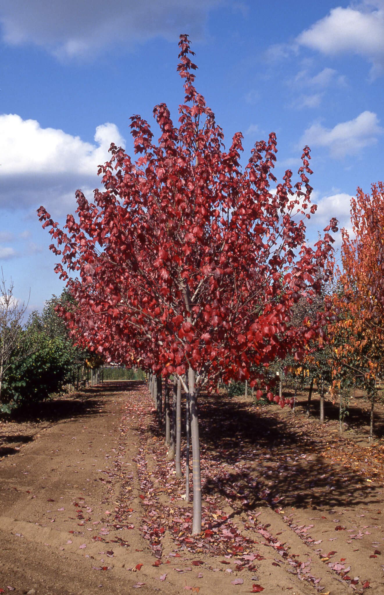 Maple, Red Sun Valley - thumbnail 3