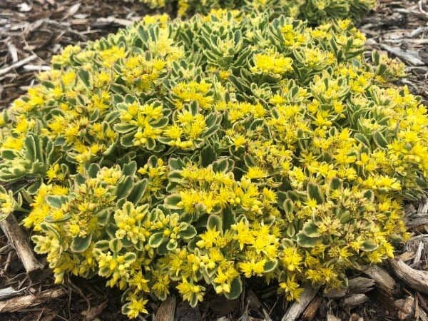 Sedum, ‘Boogie Woogie’