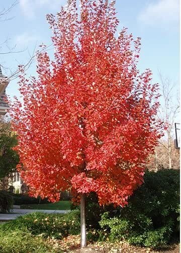 Maple, Red Sun Valley - thumbnail 5