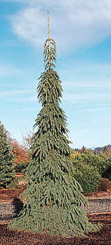 Spruce, White Weeping - thumbnail 2