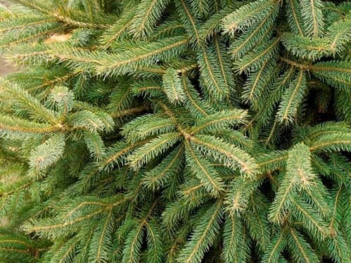 Spruce, White Black Hills