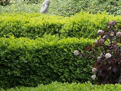 Boxwood, Green Velvet - thumbnail 2