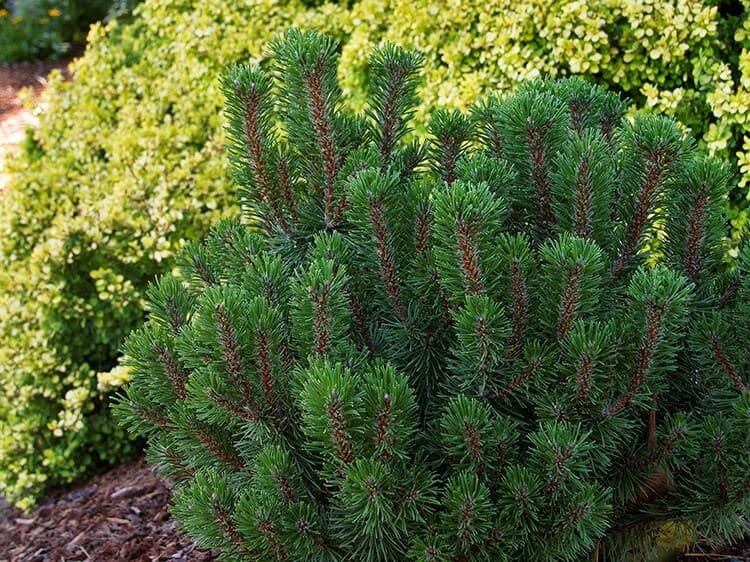 Pine, Mugo Slowmound
