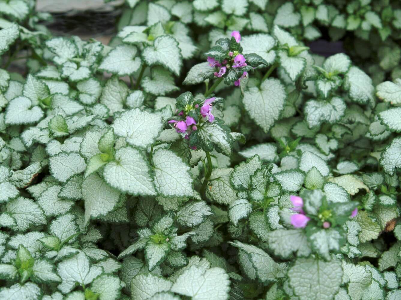Lamium, ‘Beacon Silver’