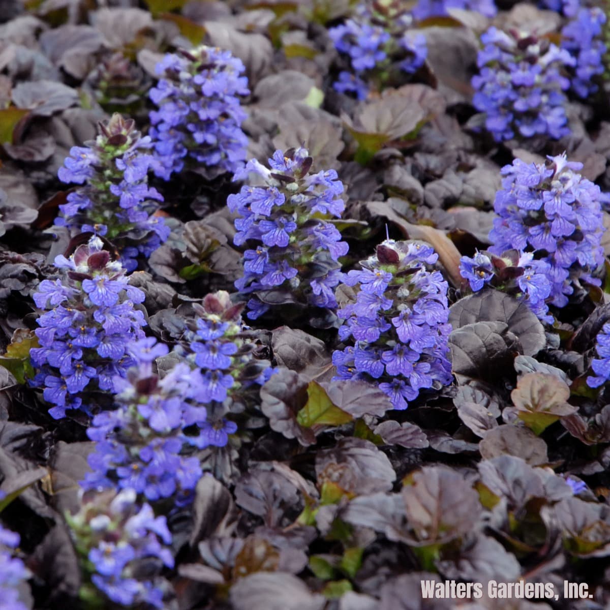 Ajuga, ‘Black Scallop’
