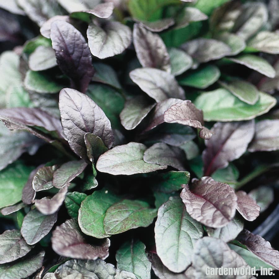 Ajuga, ‘Bronze Beauty’