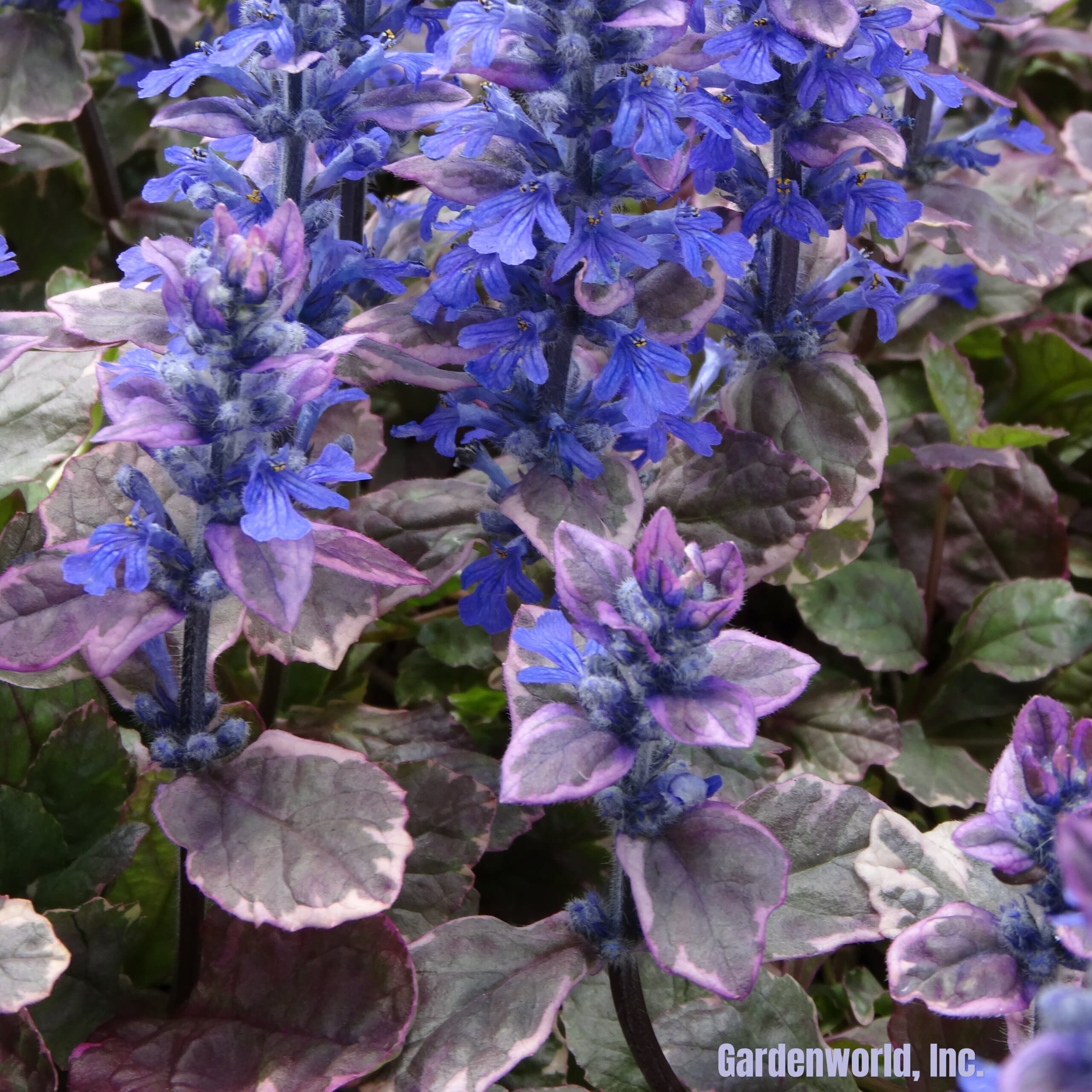 Ajuga, ‘Burgundy Glow’