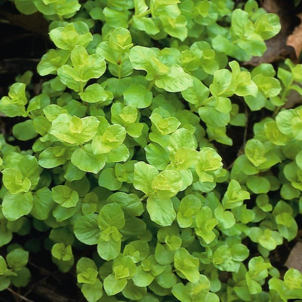 Moneywort, Creeping Jenny