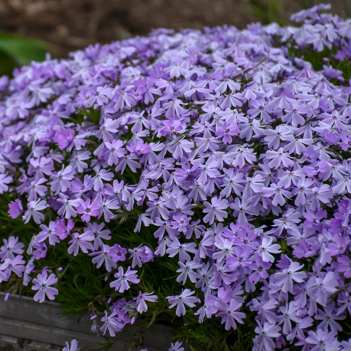 Creeping Phlox, ‘Blue Emerald’ - thumbnail 2
