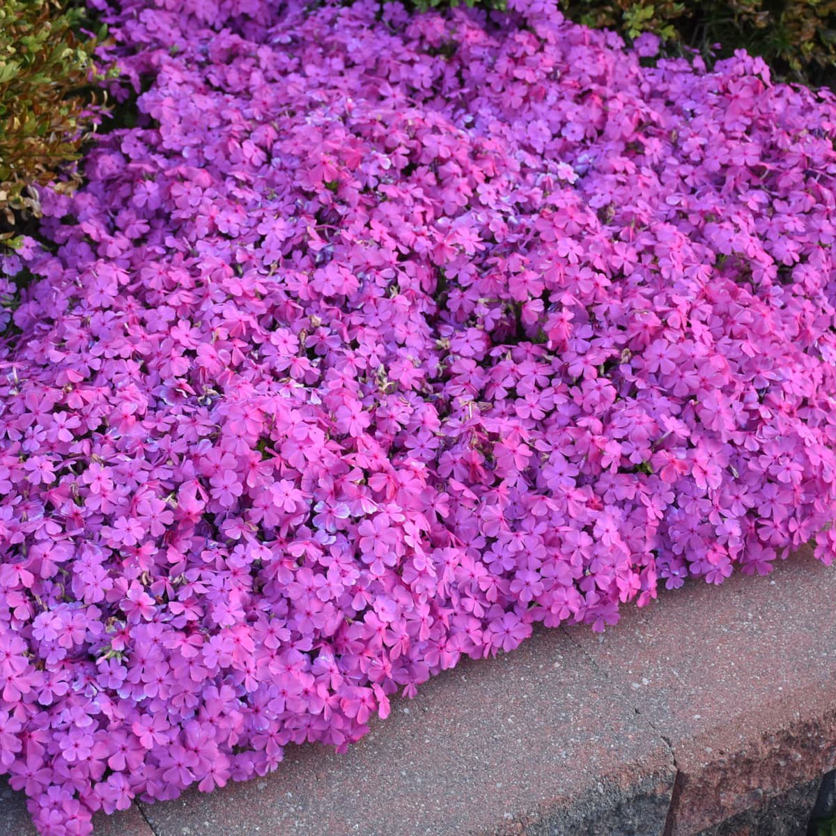 Creeping Phlox, ‘Drummond’s Pink’ - thumbnail 2
