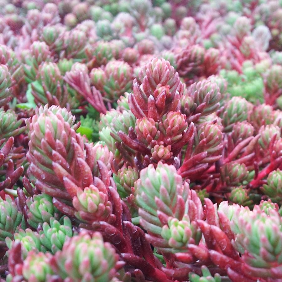 Sedum, ‘Red Wiggle’