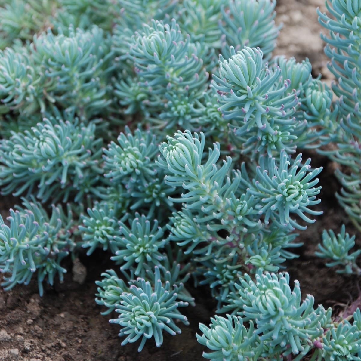 Sedum, ‘Blue Spruce’ - thumbnail 2