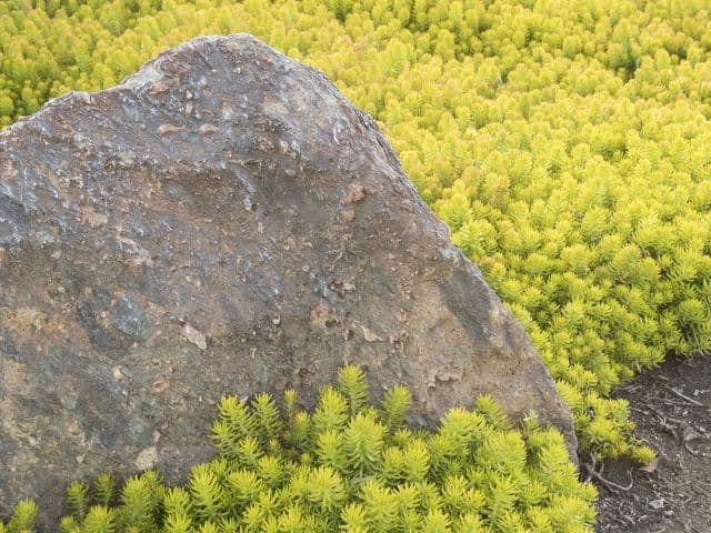 Sedum, ‘Angelina’