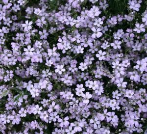 Creeping Baby’s Breath, ‘Rosea’
