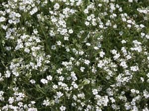 Creeping Baby’s Breath, ‘Alba’