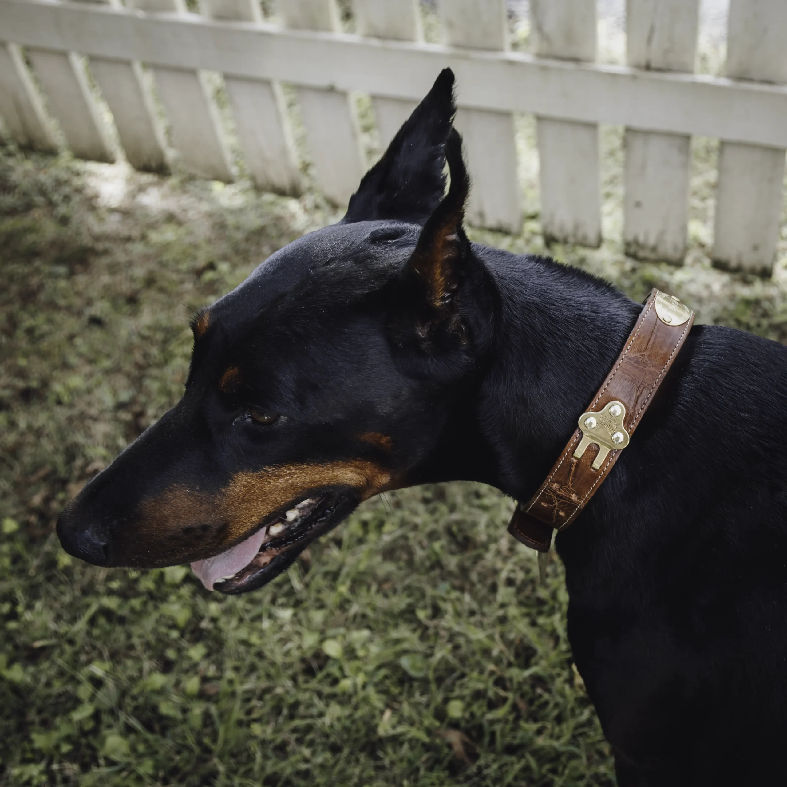 No. 1 Dog Collar – American Alligator - thumbnail 4