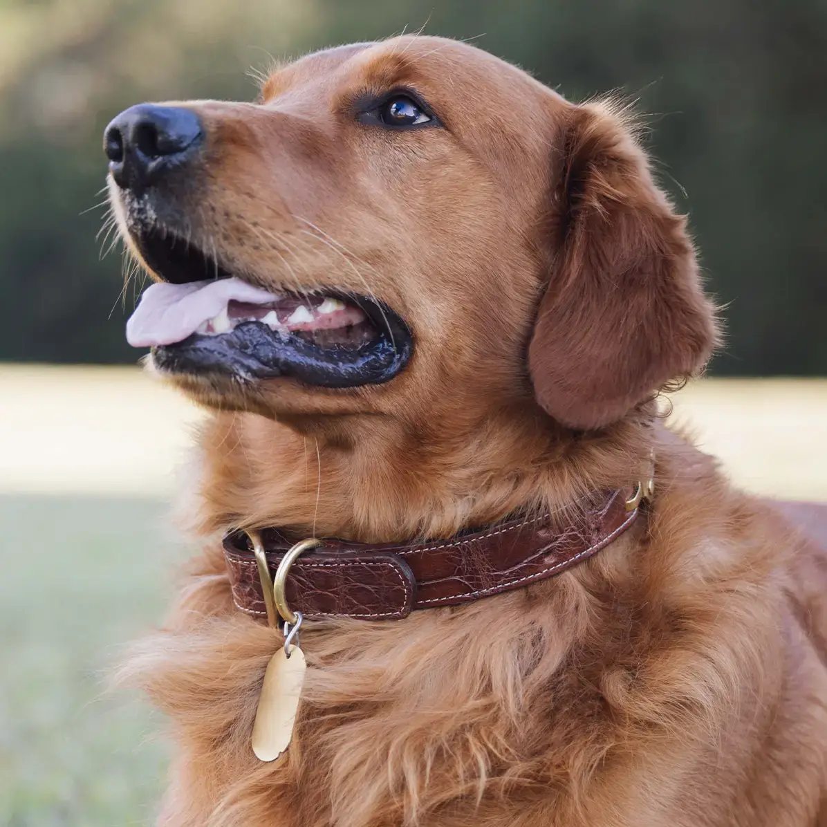 No. 1 Dog Collar – American Alligator - thumbnail 9