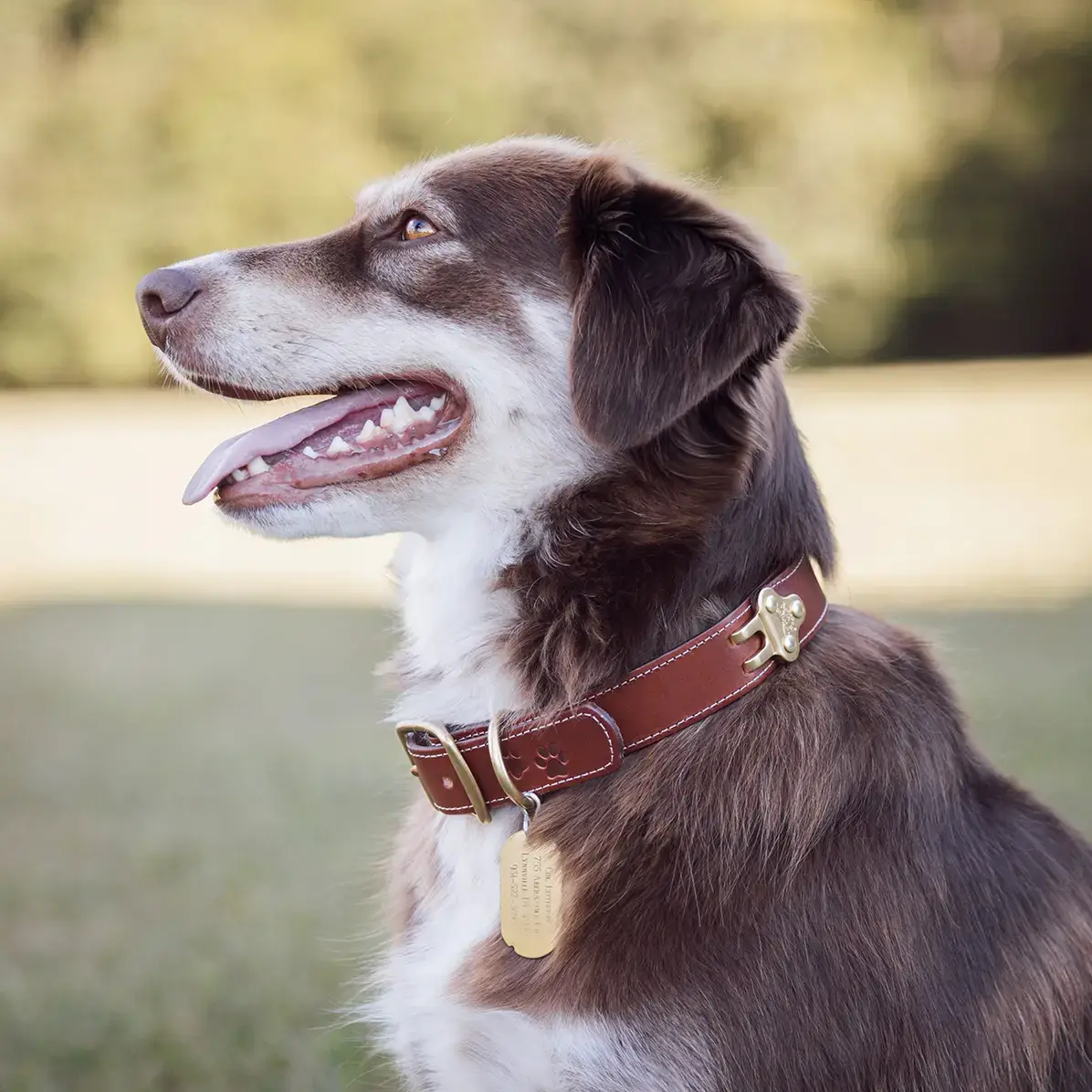 No. 1 Leather Dog Collar