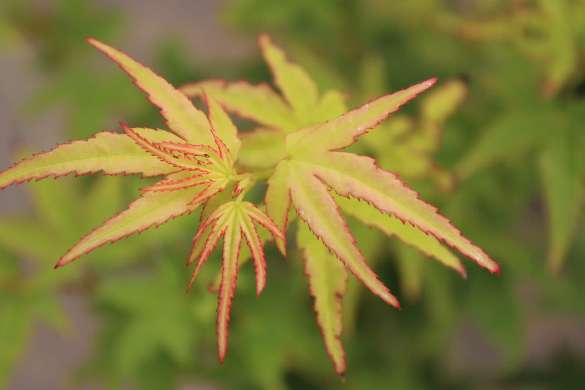 Acer palmatum ‘Eimini’ Japanese Maple
