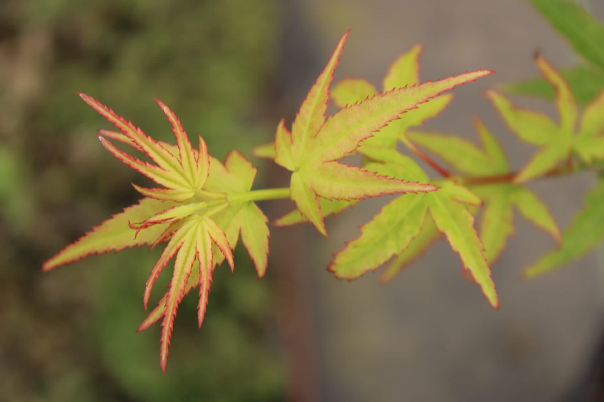 Acer palmatum ‘Eimini’ Japanese Maple - thumbnail 4