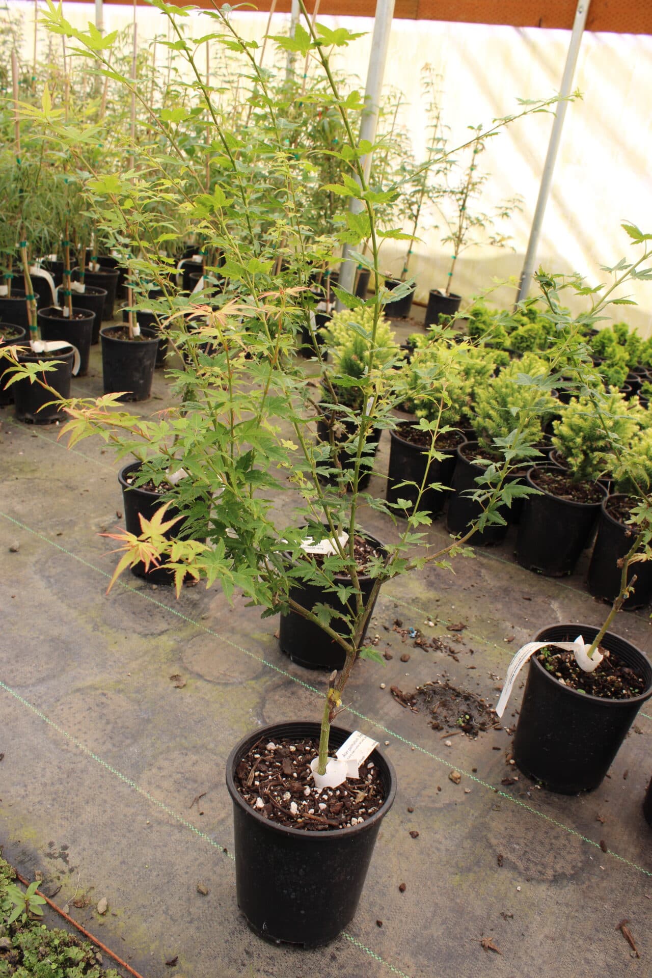 Acer palmatum ‘Eimini’ Japanese Maple - thumbnail 3