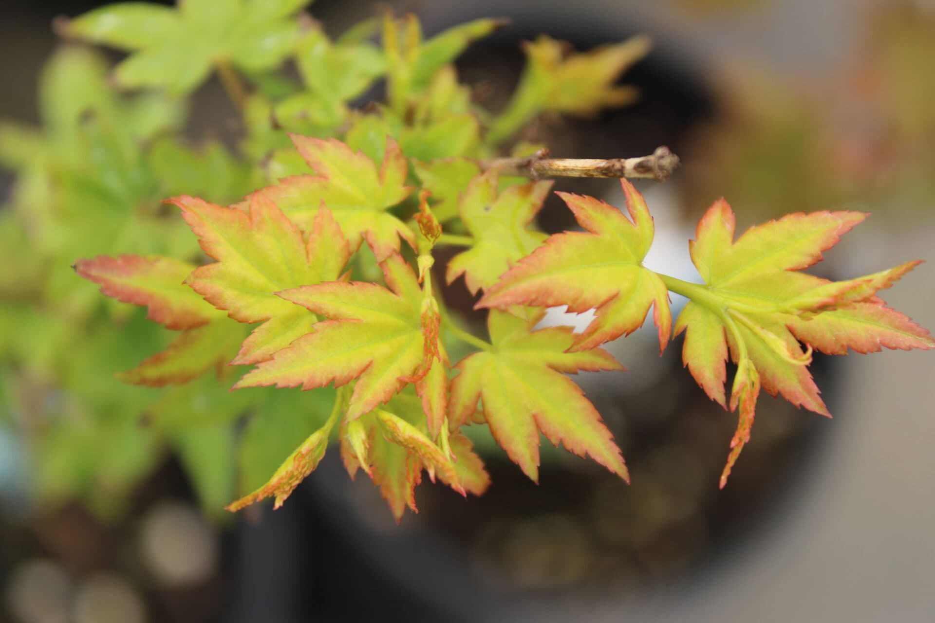 Acer palmatum ‘Eimini’ Japanese Maple - thumbnail 2