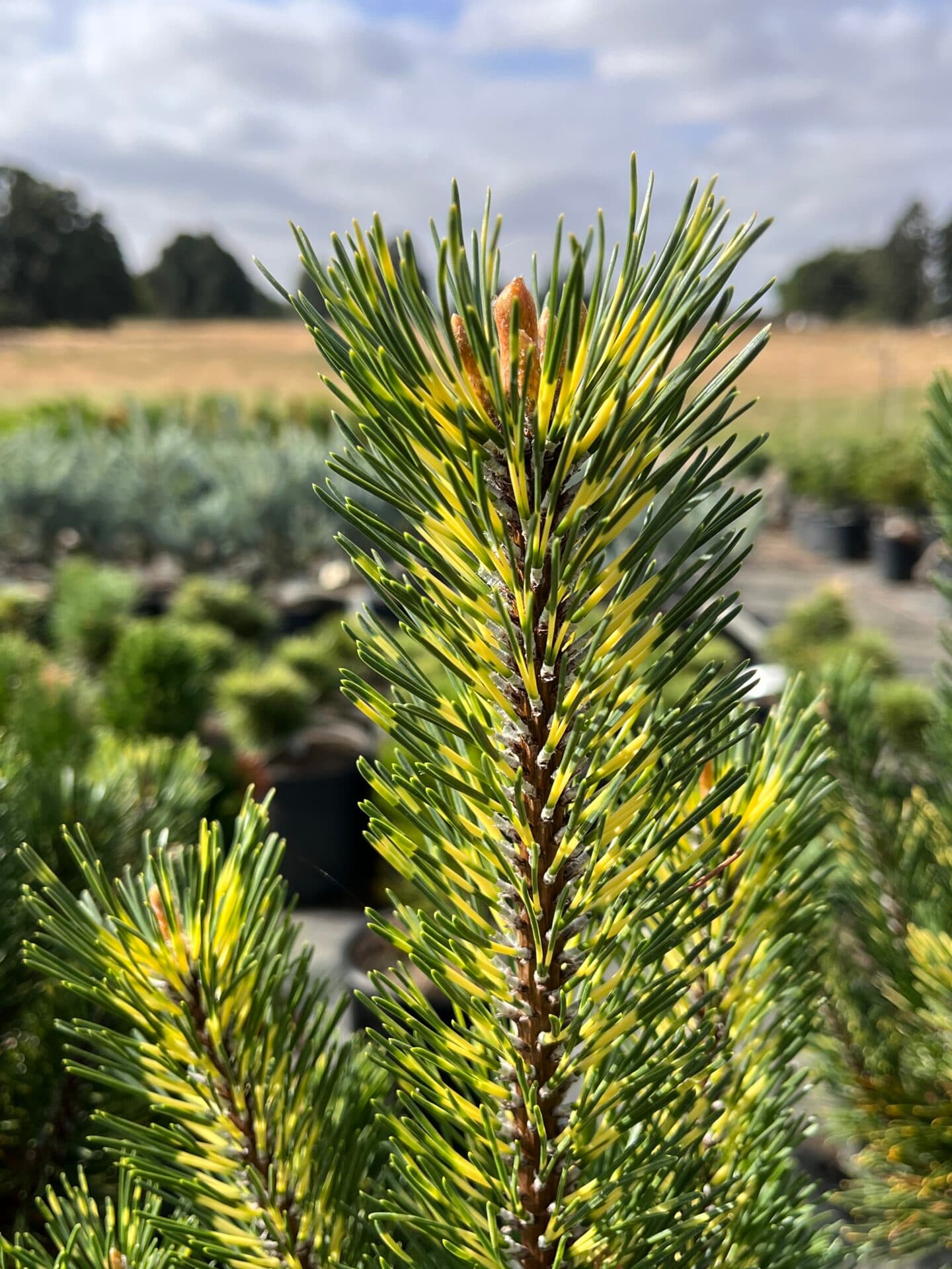 Pinus mugo ‘Per Golden’ Mugo Pine - thumbnail 2