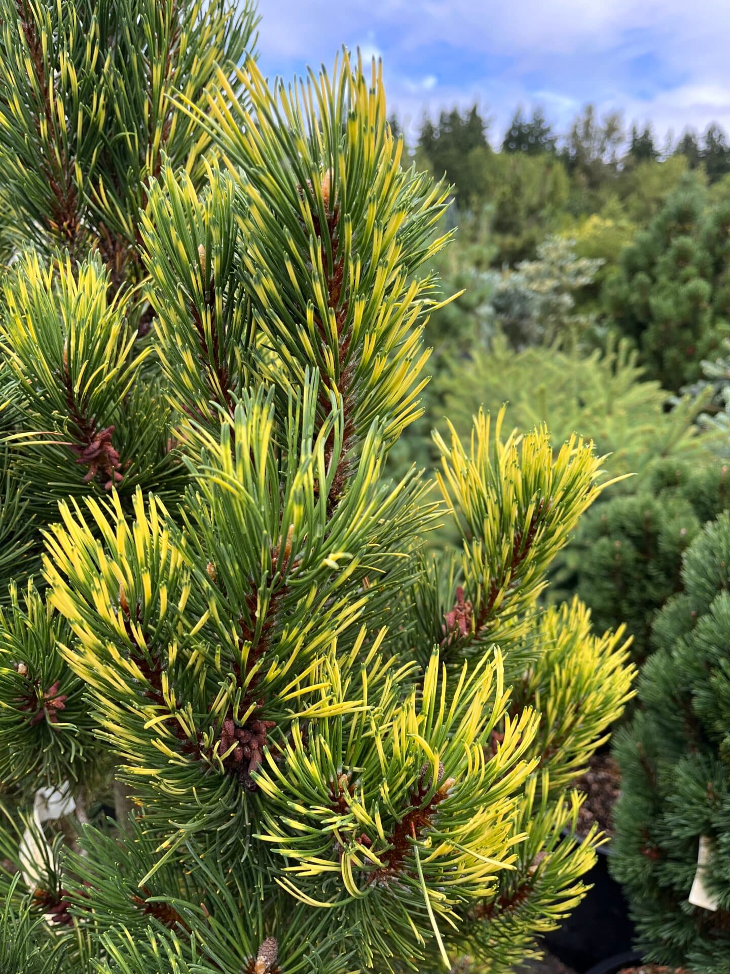 Pinus mugo ‘Per Golden’ Mugo Pine