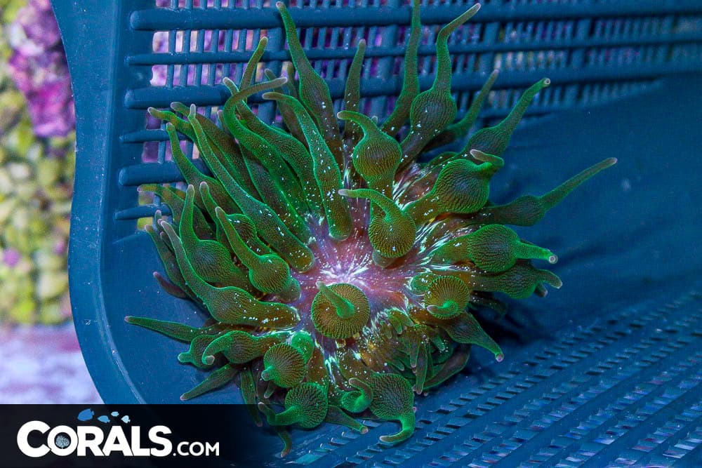 NEXUS JOKER Bubble Tip Anemone – AQUACULTURED