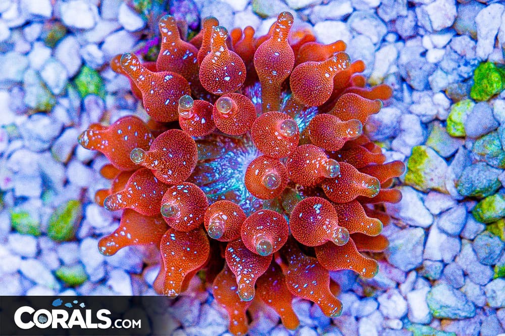 SUGAR SHACK Bubble Tip Anemone – AQUACULTURED (Blue Video Inside!)