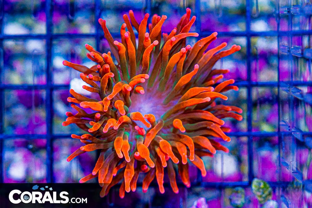 SHERMAN Bubble Tip Anemone – Aquacultured (Blue Video Inside!)