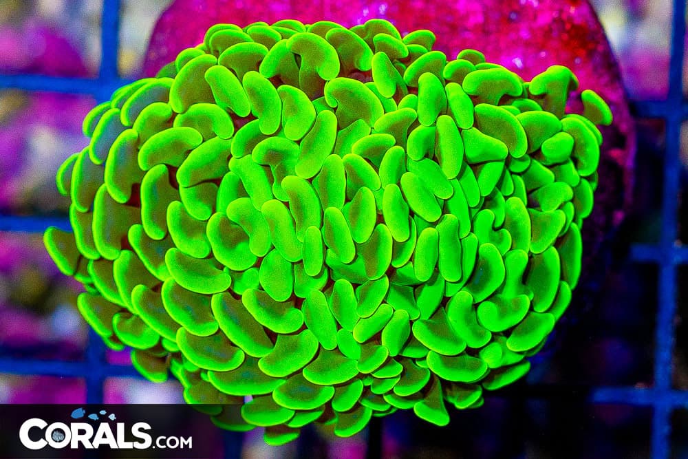 Hammer Branching – MINI COLONY on Base! Yellow!