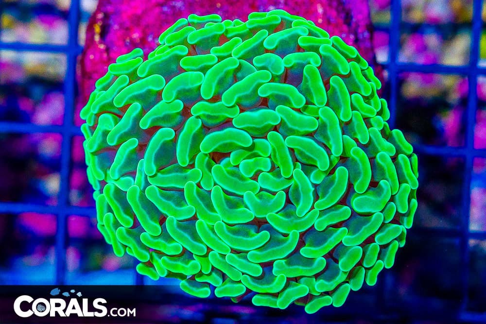 Hammer Branching – MINI COLONY on Base! Green!