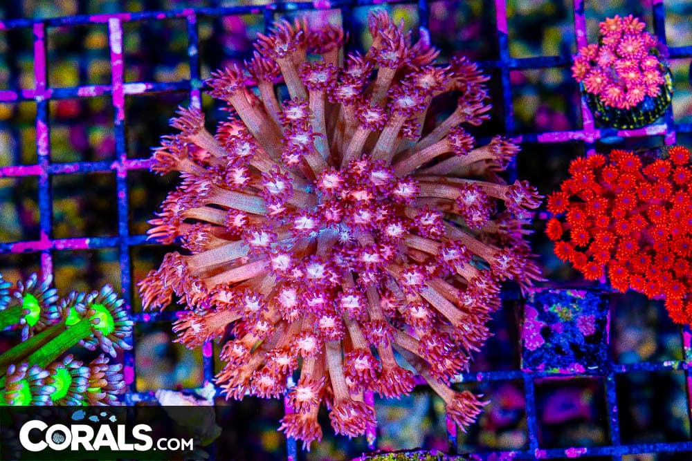UNREAL Goniopora – Indonesia SUPER Rainbow! (Blue Video Inside!)