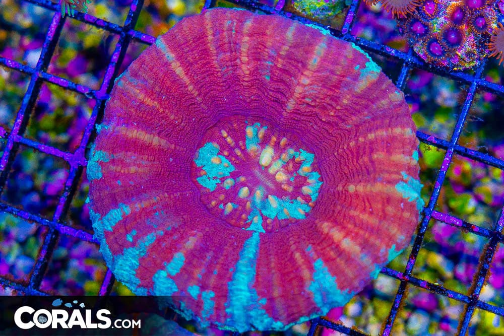 Scolymia – Australia RED/BLUE/GREEN MIX! (Blue Video Inside!)