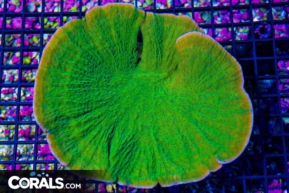 SHOW Plating Montipora – Aquacultured! (Blue Video Inside!)