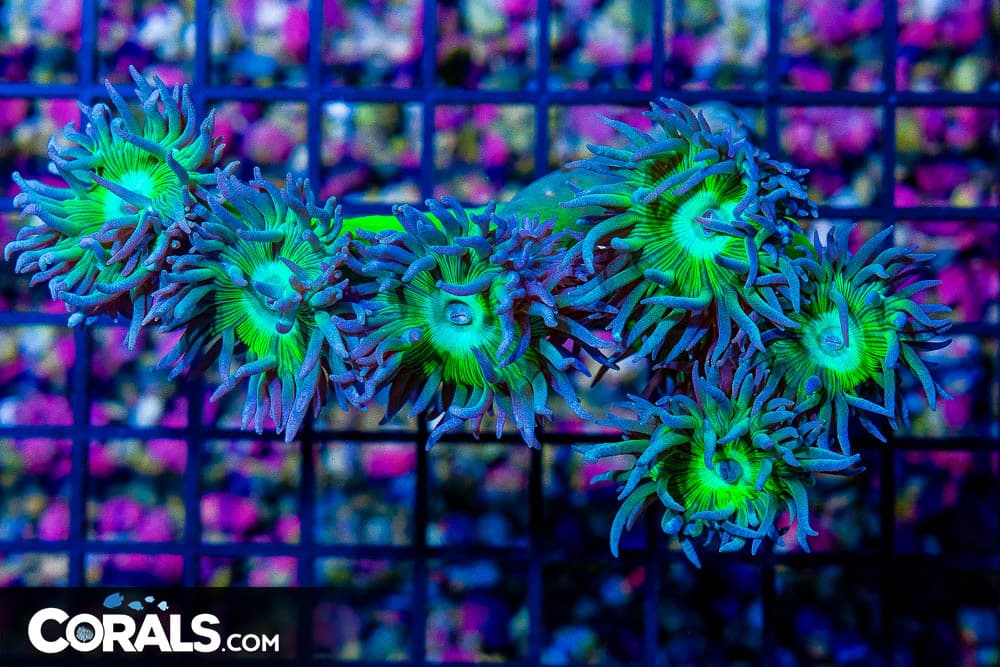 Duncan Colony – Australia 6 Polyps BRANCHING NEON STEMS
