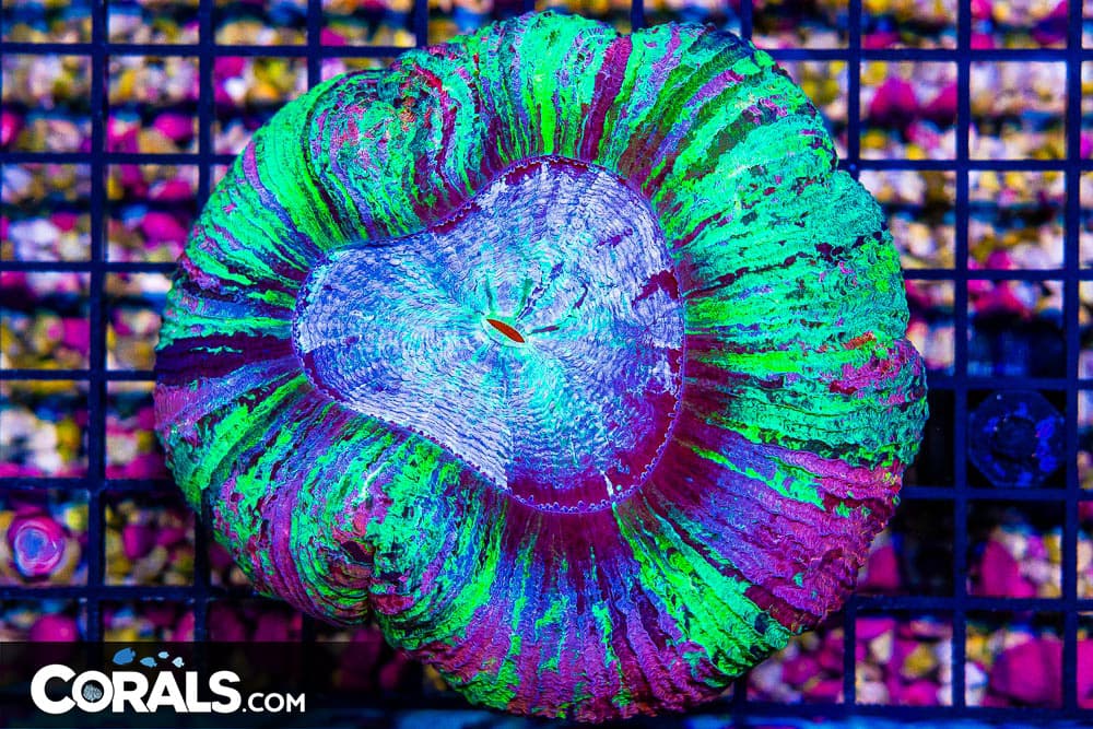 SUPER ULTRA Trachyphyllia – INDO Collector’s Coral! (Blue Video Inside!)