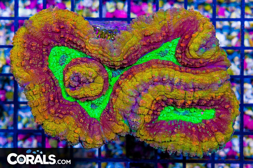 Lobophyllia/Symphyllia – Aussie SUPER ULTRA! (Blue Video Inside!)