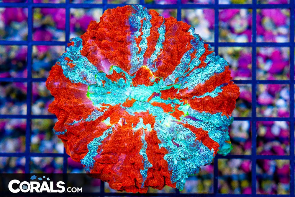 ULTRA RARE Acanthophyllia – COLLECTOR’S CORAL – INDO (Blue Video Inside!)