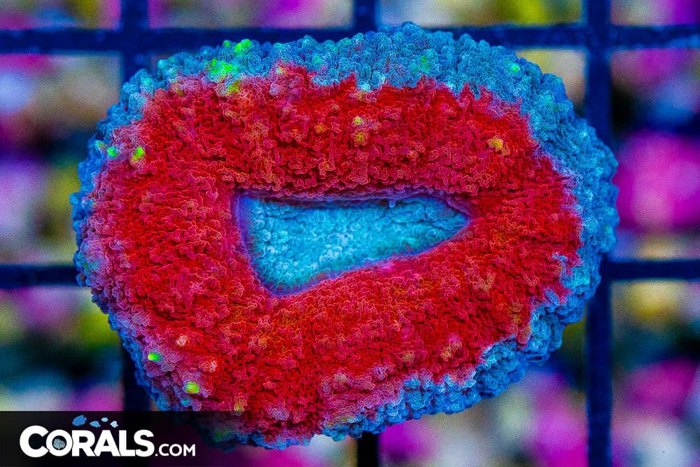 Lobophyllia – Australia Ultra Red & Blue!