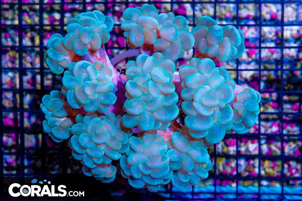 BIG Bubble Coral – INDO – BRANCHING! Very RARE!!! 14+ Heads! (Blue Video Inside!)