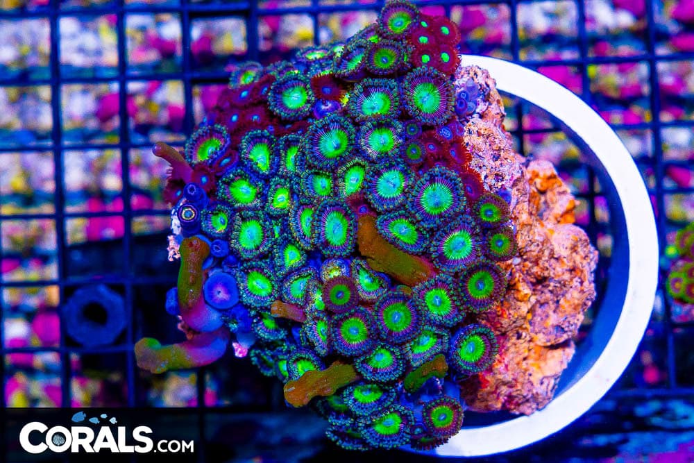 SNAKE POLYP/Zoanthid Colony – Indonesia ULTRA So Rare!
