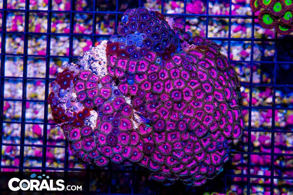 Zoanthid Colony – Indonesia ULTRA (Blue Video Inside!)