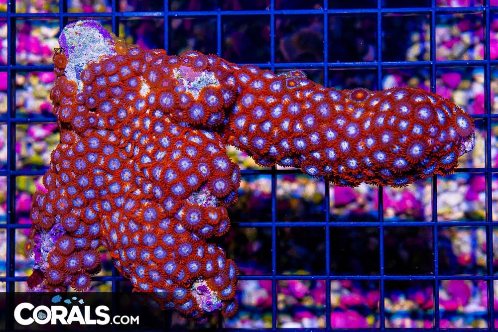Zoanthid Colony – Indonesia ULTRA (Blue Video Inside!)
