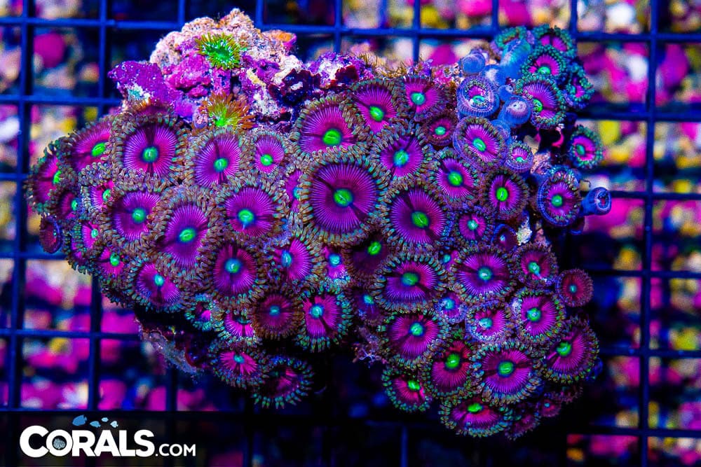 Zoanthid Colony – Indonesia ULTRA (Blue Video Inside!)