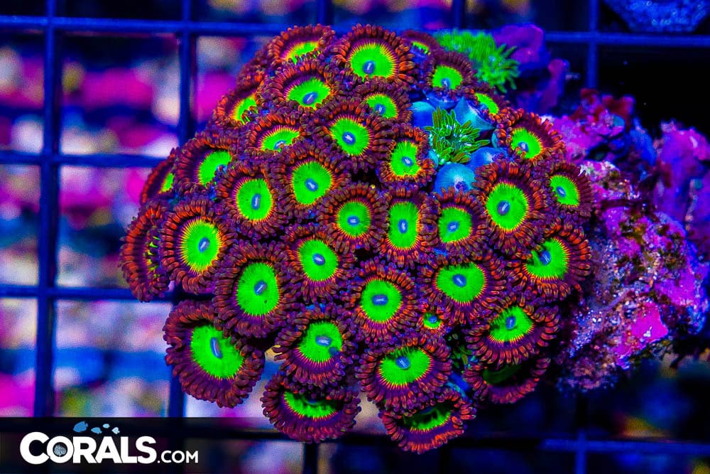 Zoanthid Colony – Indonesia ULTRA (Blue Video Inside!)