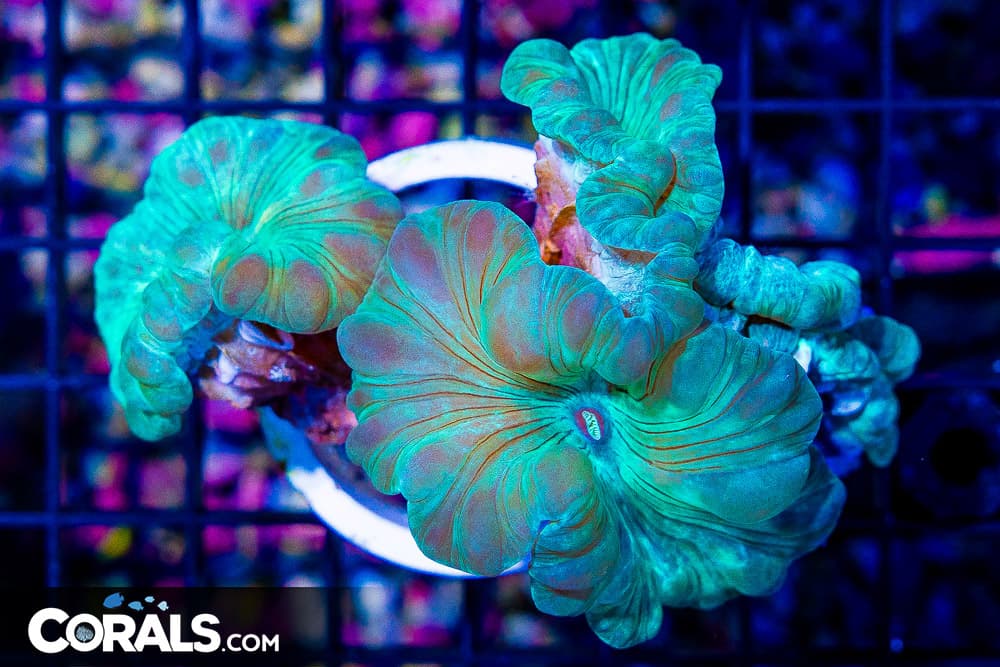 Fox Coral Green – INDO – RARE Smaller Size!