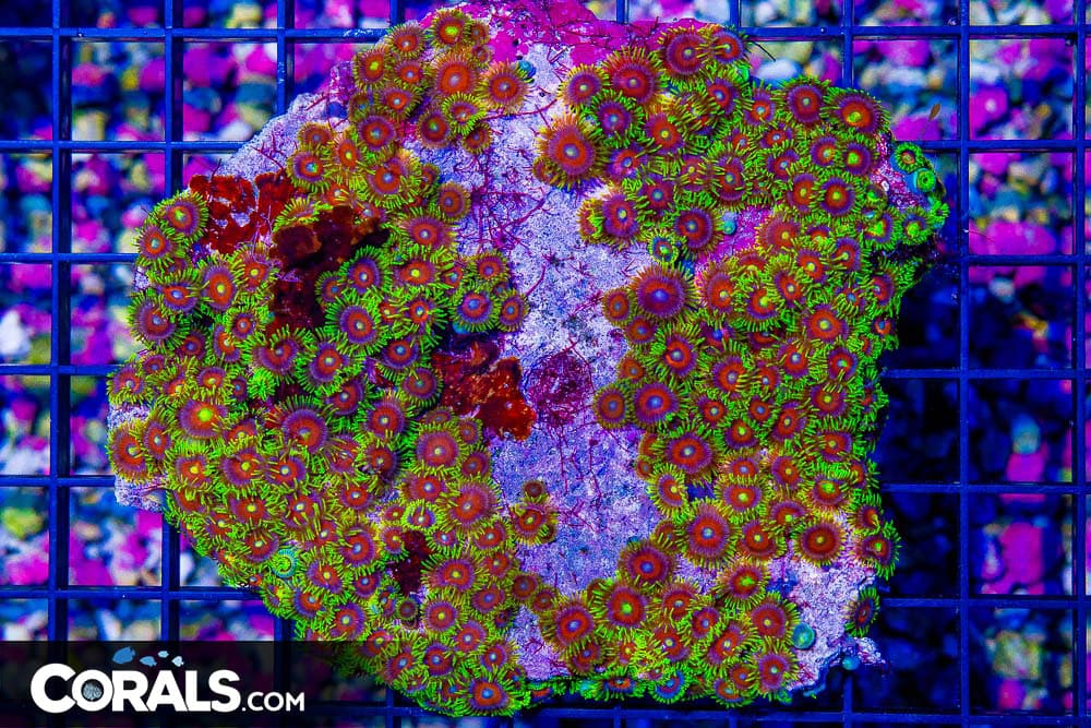 Zoanthid Colony – Indonesia ULTRA (Blue Video Inside!)